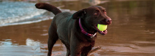 How should I choose a collar for Labrador Retrievers? - Markedcorner