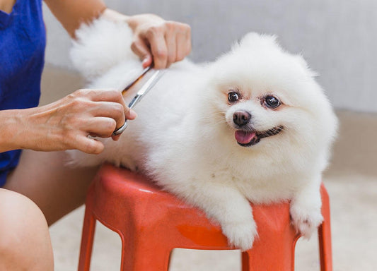 The Ultimate Guide to At-Home Dog Grooming