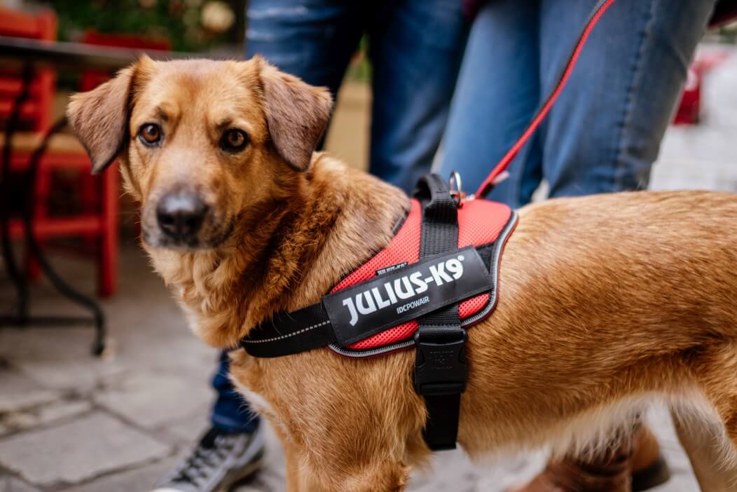 In-Depth Review: Unleashing the Potential of Julius K9 Dog Harnesses