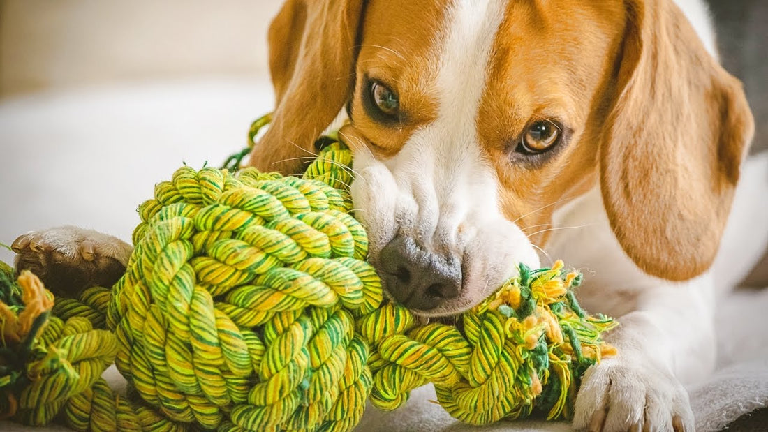 10 DIY Dog Toys That Are Easy to Make at Home