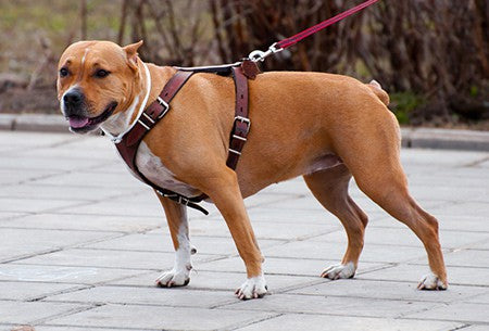 The Best Harnesses for Dogs that Pull