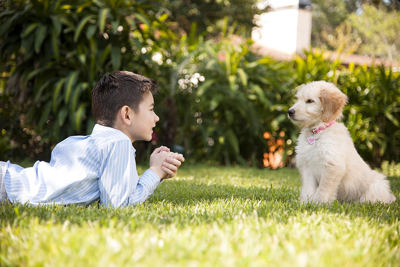 Decoding Canine Communication: Understanding Dog Behavior