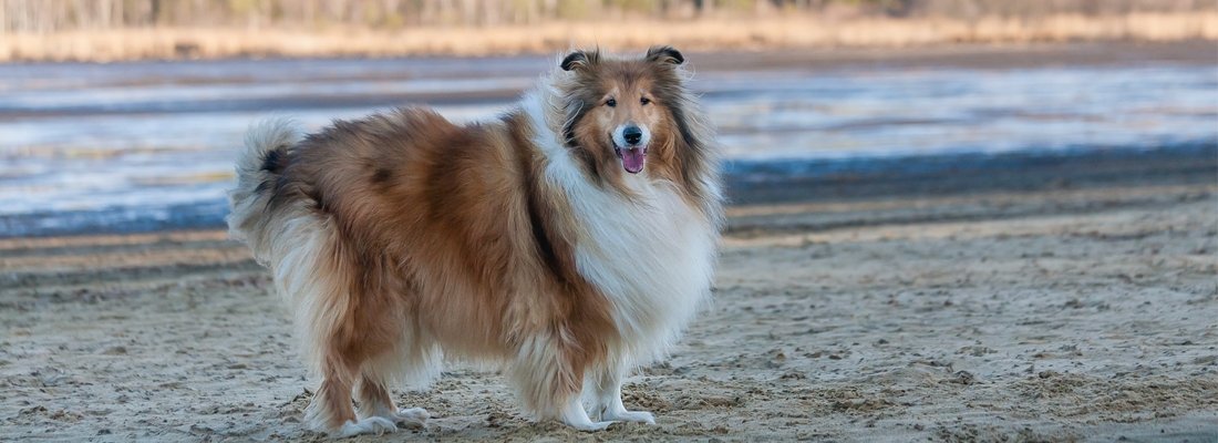 What should be considered when taking body measurements in large dog breeds? - Markedcorner