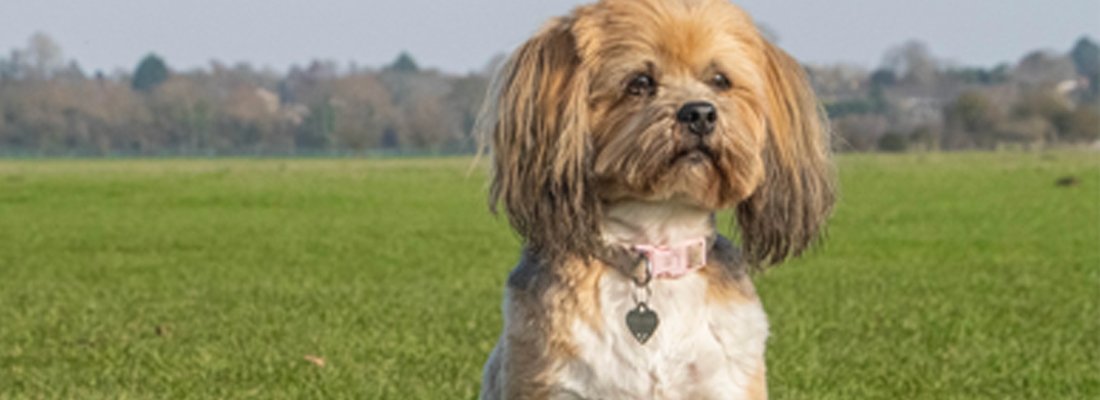 What type of collar to choose for small dog breeds? - Markedcorner