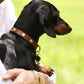 Vibrant collection of dog collars available in our online pet shop. Premium designer dog collar, now in stock at our online store. Puppy Collar. Leather Collar.