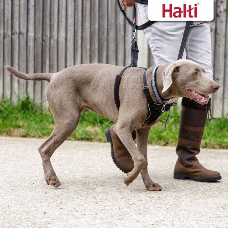 Halti for dogs that cheap pull