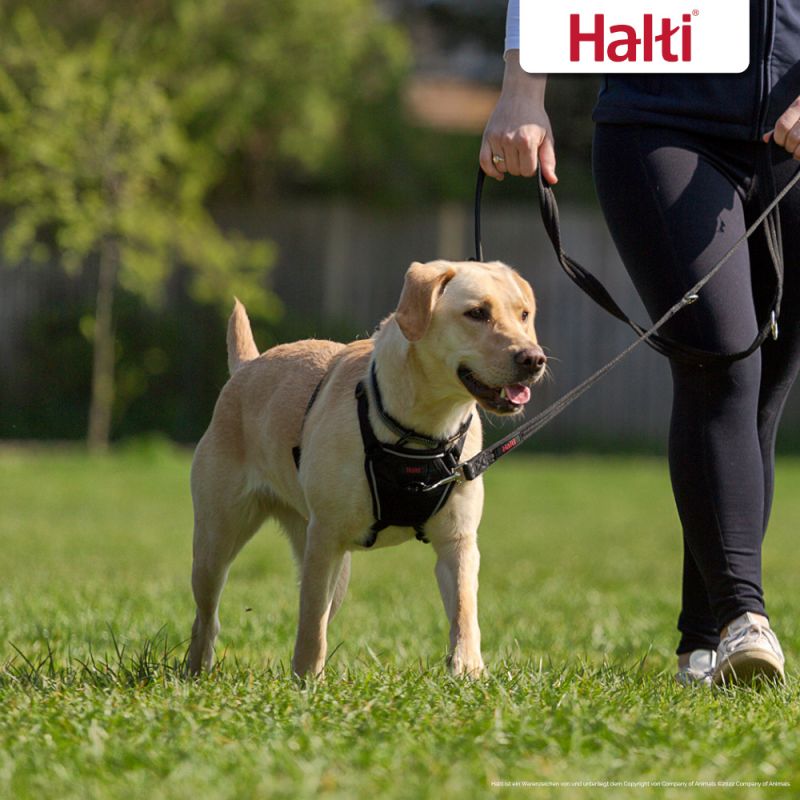 No pull training harness for outlet dogs