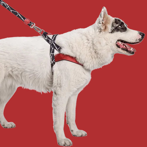 Broken Self Norwegian Harness