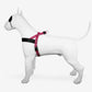 Bubble Leo Norwegian Harness