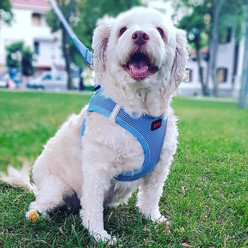 Brown Air Mesh Harness