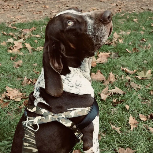 Full Metal Dog Norwegian Harness