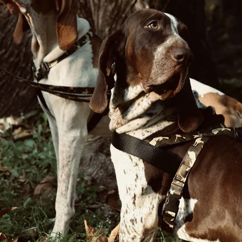 Full Metal Dog Norwegian Harness