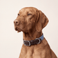 NeueNoble Dog Collar Blue