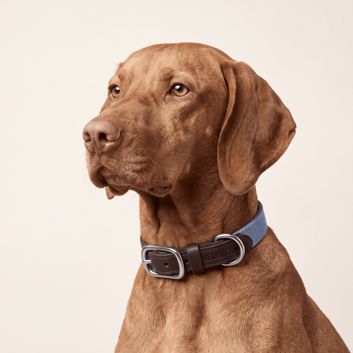 NeueNoble Dog Collar Blue