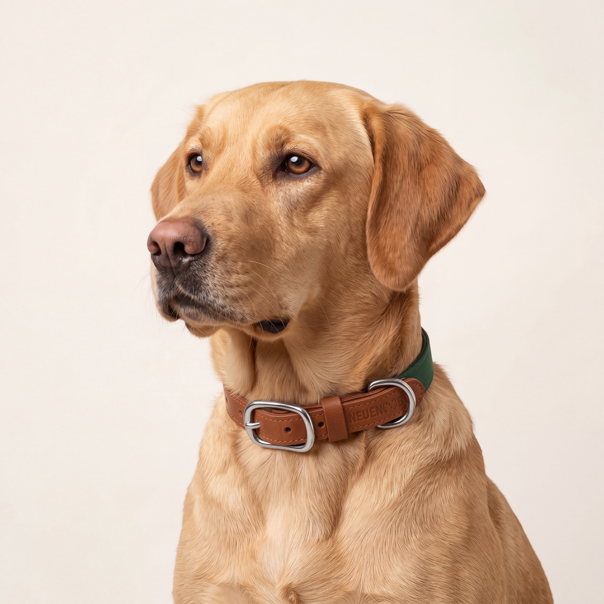 NeueNoble Dog Collar