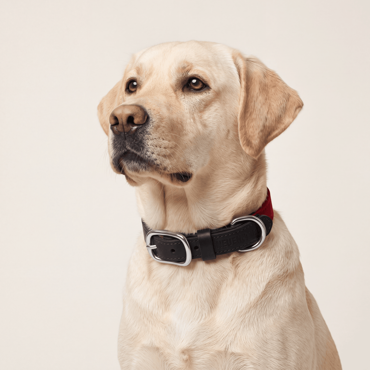 NeueNoble Dog Collar Red