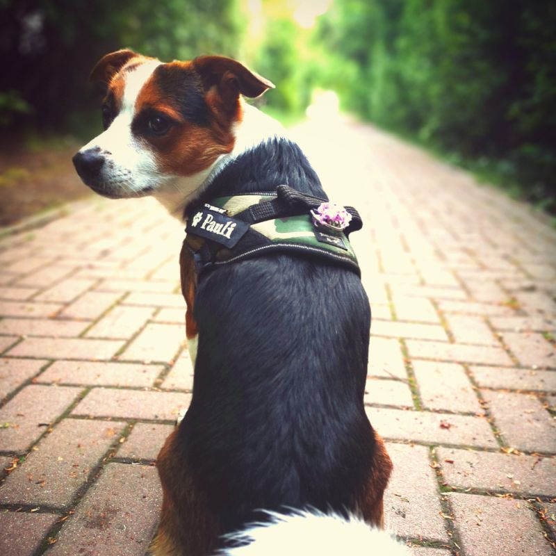 Julius-K9 Power Harness - Camouflage