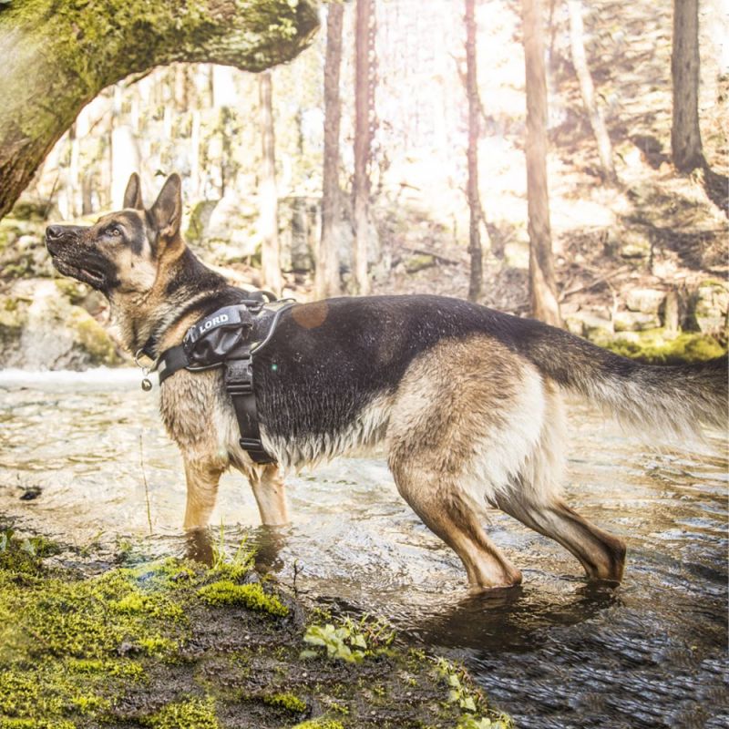 Julius-K9 Power Harness - Camouflage