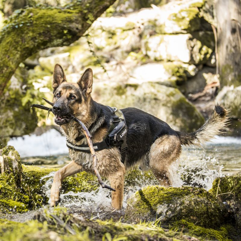 Julius-K9 Power Harness - Camouflage