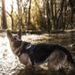 Julius-K9 Power Harness - Camouflage