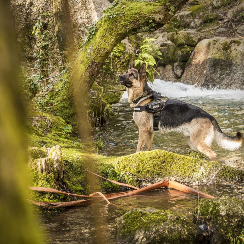 Julius-K9 Power Harness - Camouflage