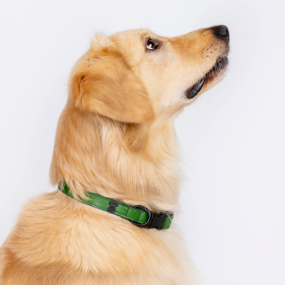 Vibrant collection of dog collars available in our online pet shop. Premium designer dog collar, now in stock at our online store. Puppy Collar. vegan Leather collar.