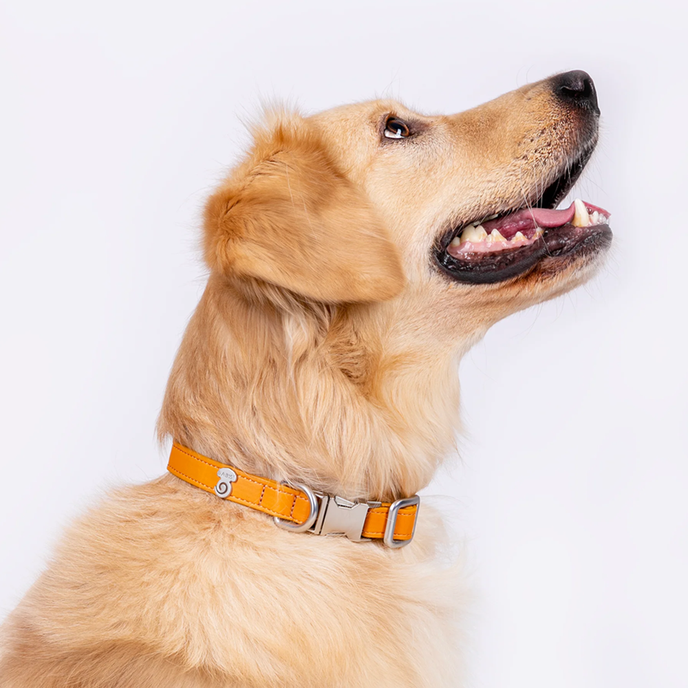 Vibrant collection of dog collars available in our online pet shop. Premium designer dog collar, now in stock at our online store. Vegan leather collar.