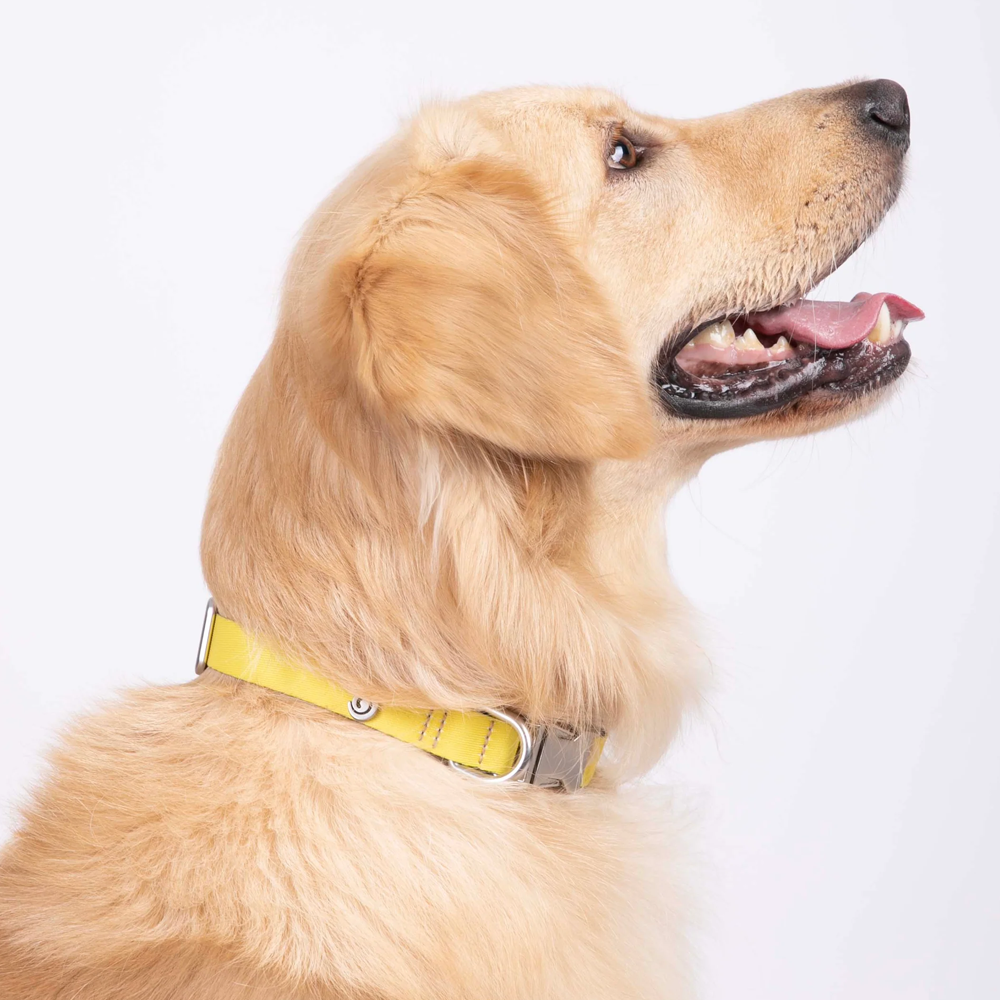 Vibrant collection of dog collars available in our online pet shop. Premium designer dog collar, now in stock at our online store. Puppy collar. Dog Collar.  Vegan leather collar