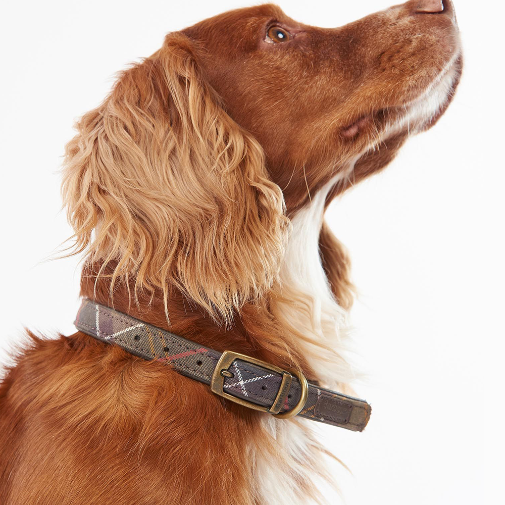 Vibrant collection of dog collars available in our online pet shop. Premium designer dog collar, now in stock at our online store. Puppy Collar. Barbour dog collar.