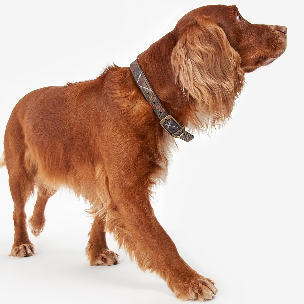 Barbour puppy deals collar