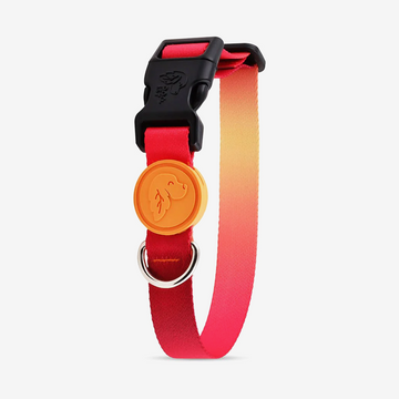 Vibrant collection of dog collars available in our online pet shop. Premium designer dog collar, now in stock at our online store. Puppy Collar.
