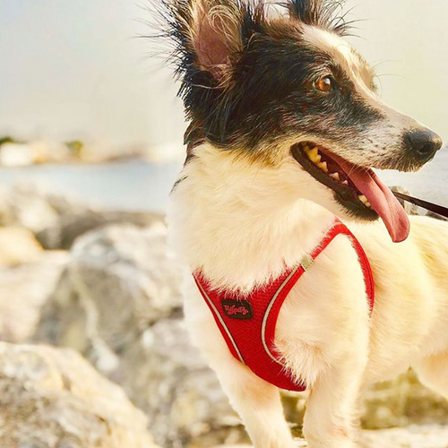 Red Air Mesh Harness
