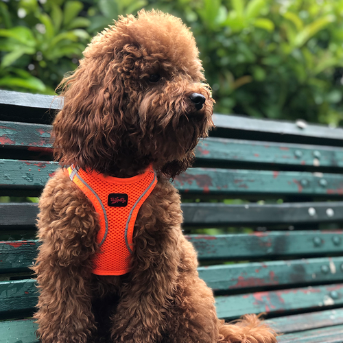 Neon Orange Air Mesh Harness