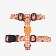 Peachy H Harness