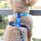 Perfect fit adjustable dog harness for training Labradors Durable, perfect fit leather dog harness designed for English Bulldogs, Cocker Spaniels, for active Border Collies,Terrier dog harness ensuring perfect control and fit, Colorful perfect fit dog harnesses for Jack Russell Terrier, French Bulldogs, for German Shepherds. Easy to use, step-in perfect fit dog harness for Boxer dogs. Premium perfect fit dog harness designed for the comfort of Golden Retrievers