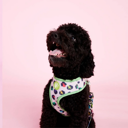  Perfect fit adjustable dog harness for training Labradors Durable, perfect fit leather dog harness designed for English Bulldogs, Cocker Spaniels, for active Border Collies,Terrier dog harness ensuring perfect control and fit, Colorful perfect fit dog harnesses for Jack Russell Terrier, French Bulldogs, for German Shepherds. Easy to use, step-in perfect fit dog harness for Boxer dogs. Premium perfect fit dog harness designed for the comfort of Golden Retrievers
