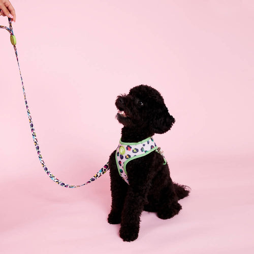  Perfect fit adjustable dog harness for training Labradors Durable, perfect fit leather dog harness designed for English Bulldogs, Cocker Spaniels, for active Border Collies,Terrier dog harness ensuring perfect control and fit, Colorful perfect fit dog harnesses for Jack Russell Terrier, French Bulldogs, for German Shepherds. Easy to use, step-in perfect fit dog harness for Boxer dogs. Premium perfect fit dog harness designed for the comfort of Golden Retrievers