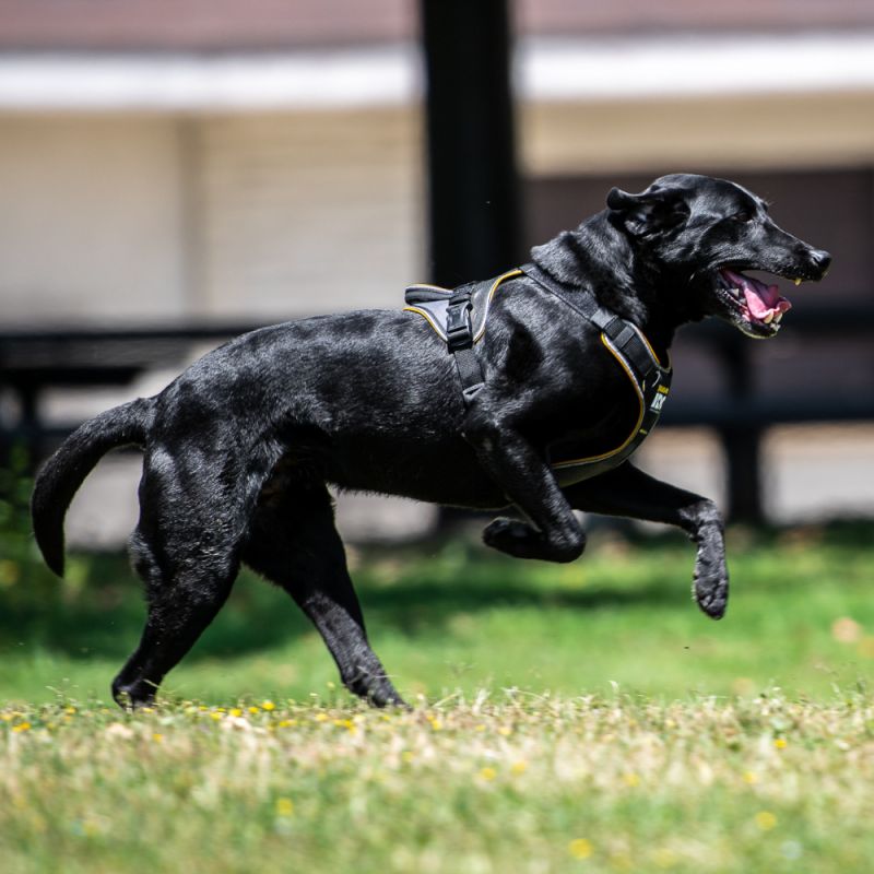 Julius K9 Longwalk Harness Markedcorner