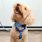 Perfect fit adjustable dog harness for training Labradors Durable, perfect fit leather dog harness designed for English Bulldogs, Cocker Spaniels, for active Border Collies,Terrier dog harness ensuring perfect control and fit, Colorful perfect fit dog harnesses for Jack Russell Terrier, French Bulldogs, for German Shepherds. Easy to use, step-in perfect fit dog harness for Boxer dogs. Premium perfect fit dog harness designed for the comfort of Golden Retrievers