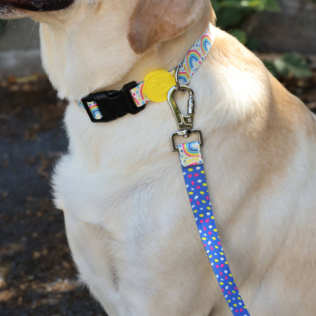 Vibrant collection of dog collars available in our online pet shop. Premium designer dog collar, now in stock at our online store. Puppy Collar. Luxury Collar