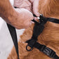  Perfect fit adjustable dog harness for training Labradors Durable, perfect fit leather dog harness designed for English Bulldogs, Cocker Spaniels, for active Border Collies,Terrier dog harness ensuring perfect control and fit, Colorful perfect fit dog harnesses for Jack Russell Terrier, French Bulldogs, for German Shepherds. Easy to use, step-in perfect fit dog harness for Boxer dogs. Premium perfect fit dog harness designed for the comfort of Golden Retrievers