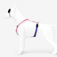  Perfect fit adjustable dog harness for training Labradors Durable, perfect fit leather dog harness designed for English Bulldogs, Cocker Spaniels, for active Border Collies,Terrier dog harness ensuring perfect control and fit, Colorful perfect fit dog harnesses for Jack Russell Terrier, French Bulldogs, for German Shepherds. Easy to use, step-in perfect fit dog harness for Boxer dogs. Premium perfect fit dog harness designed for the comfort of Golden Retrievers